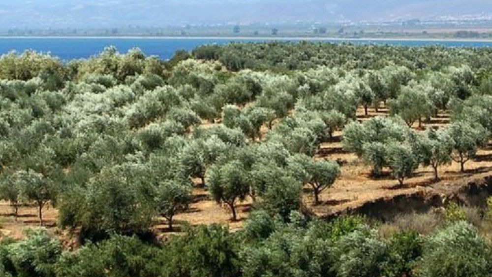 Toprağın ve Hafızanın Geleceği: Tarım Alanları, Zeytinlikler ve Ormanlar Üzerine Yurttaşların Söz Hakkı
