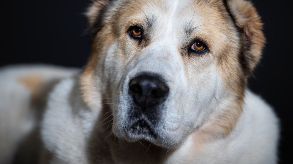 Köpek Eğitiminde İktidarın Reddi: Bilişsel Farkındalık ve Etik Gerçekler